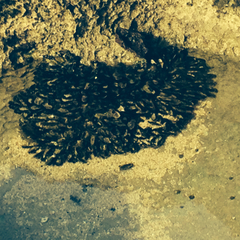 Isognomon californicus