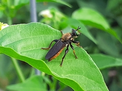 Lampria rubriventris