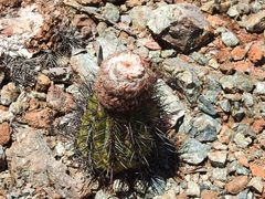 Melocactus curvispinus koolwijkianus