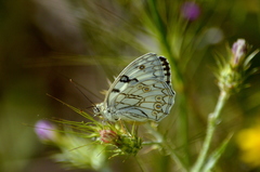 Melanargia arge