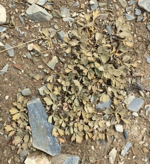 Ranunculus crithmifolius