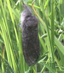 Calliteara pudibunda