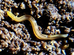 Othelosoma africanum