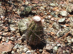 Melocactus curvispinus koolwijkianus