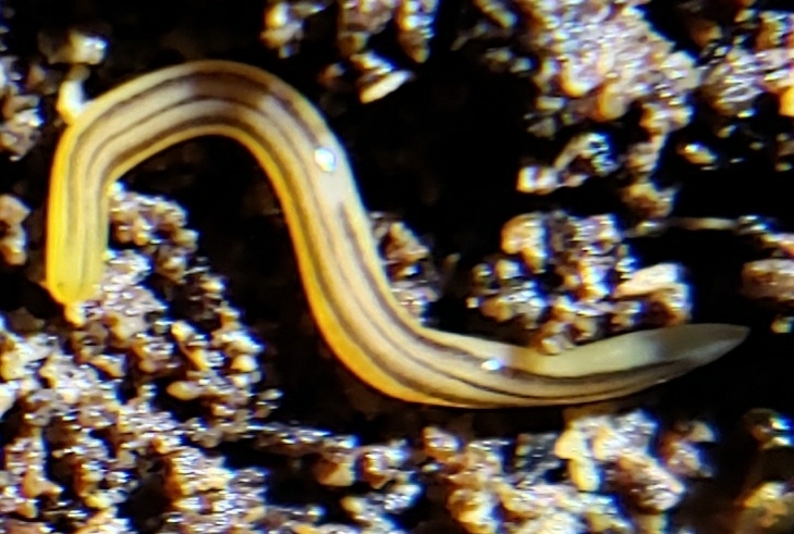 Yellow Flatworm