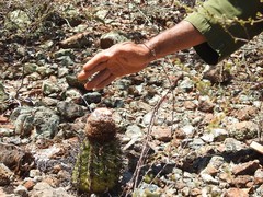 Melocactus curvispinus koolwijkianus