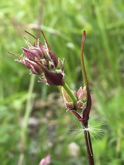 Viscaria vulgaris