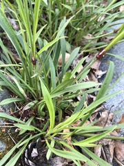 Viscaria vulgaris