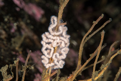 Dendronotus europaeus