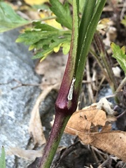 Viscaria vulgaris