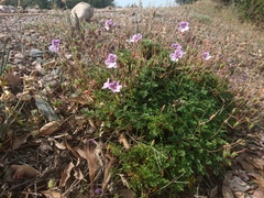 Erodium glandulosum