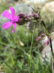 Viscaria vulgaris