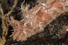 Dendronotus europaeus