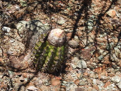 Melocactus curvispinus koolwijkianus