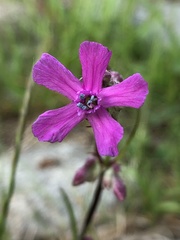 Viscaria vulgaris
