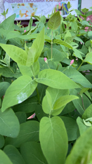 Lonicera
