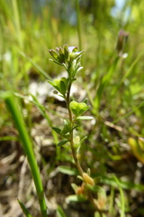 Veronica arvensis