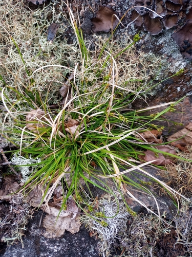 Image of Carex deflexa by no rights reserved
