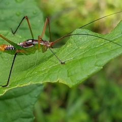 Obolopteryx catinata