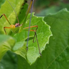 Obolopteryx catinata