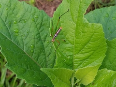 Obolopteryx catinata