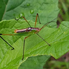 Obolopteryx catinata