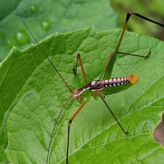Obolopteryx catinata
