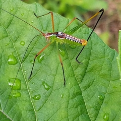 Obolopteryx catinata