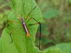 Obolopteryx catinata