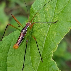 Obolopteryx catinata