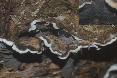 Auricularia mesenterica