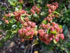 Ceanothus buxifolius