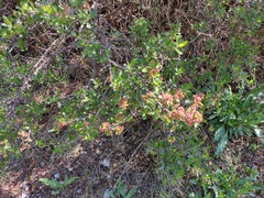 Ceanothus buxifolius