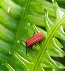 Benibotarus alternatus