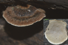 Coriolopsis caperata