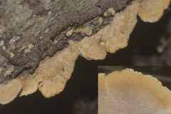 Coriolopsis floccosa