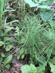 Equisetum pratense image