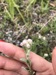 Antennaria caucasica