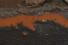 Hypoxylon haematostroma