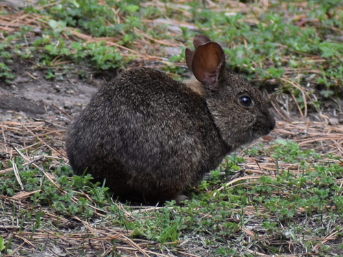 Volcano Rabbit