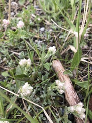Antennaria caucasica