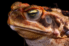 Rhinella