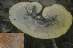Trametes flavida