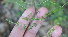 Galium porrigens