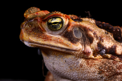 Rhinella