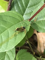Polytribax contiguus