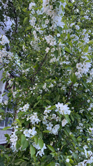 Magnoliopsida