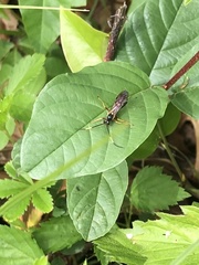 Polytribax contiguus