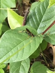 Polytribax contiguus
