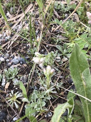 Antennaria caucasica